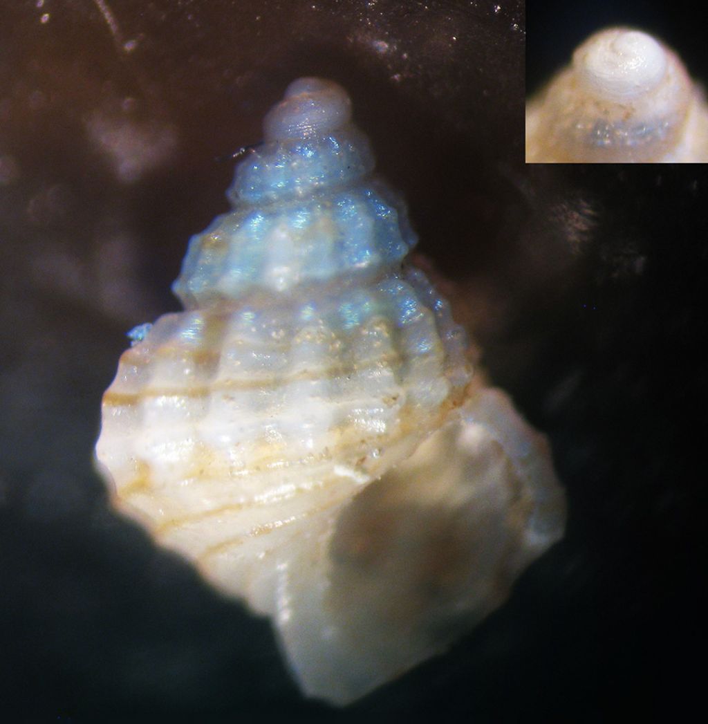 alvania aeoliae?